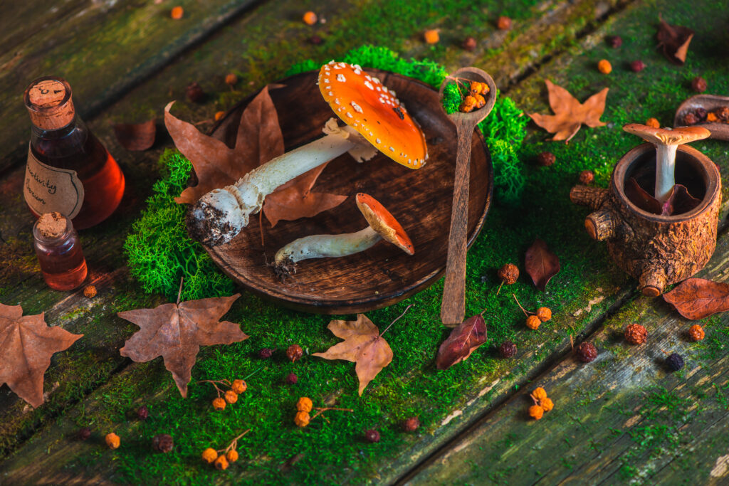 Red poisonous mushrooms on a wooden table with moss and leaves. Autumn flat lay with copy space