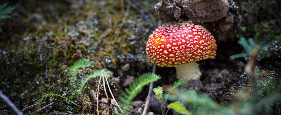 A young Amanita Muscaria in the woods.
