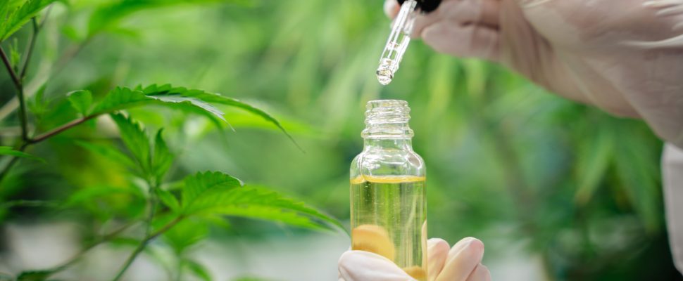 Close up of a researcher CBD Doctor holding Hemp oil in a greenhouse. Herbal alternative for medicine.