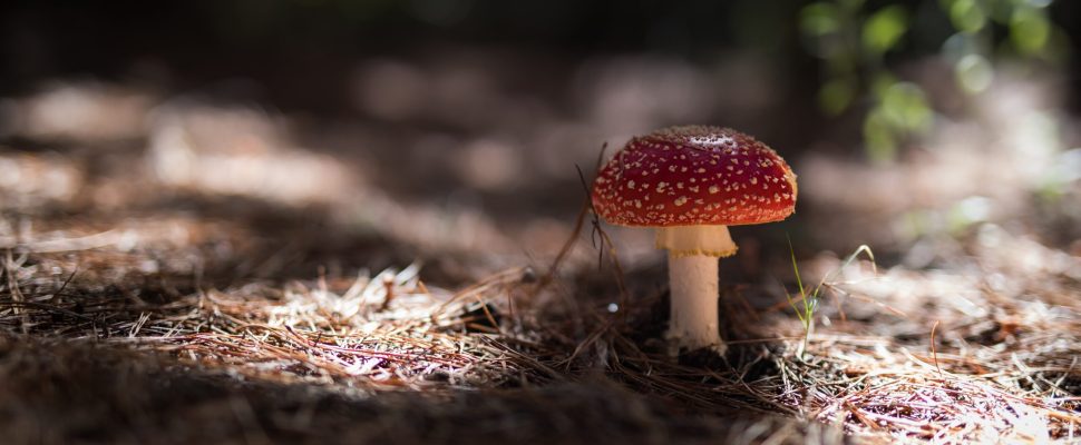 enchanted-forest-2025-02-21-05-05-26-utc