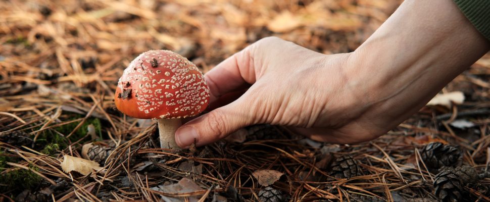 woman-s-hand-holding-fly-agaric-mushroom-in-the-au-2025-01-08-23-05-14-utc